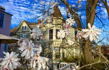 Walnut Street 3*
